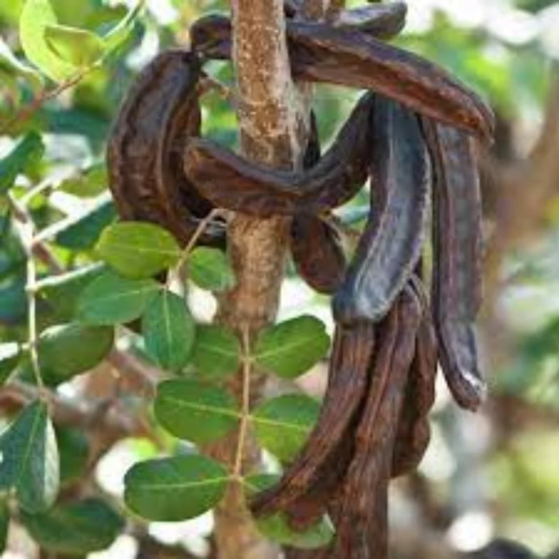 KEÇİBOYNUZU FİDANI